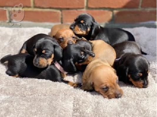 PoulaTo: Dachshund